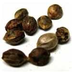Семена марихуаны АК-47  (Seeds AK-47) в Ессентуках